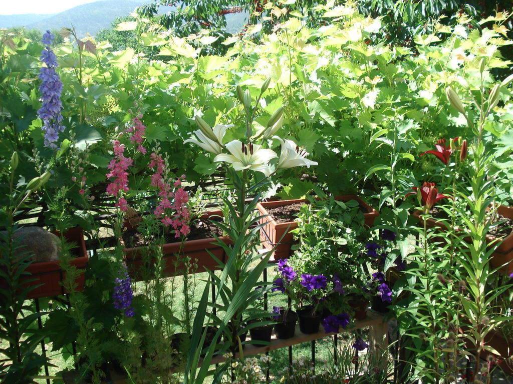 Abruzzo Segreto Bed and Breakfast Navelli Εξωτερικό φωτογραφία
